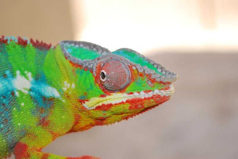 colorfull.jpg