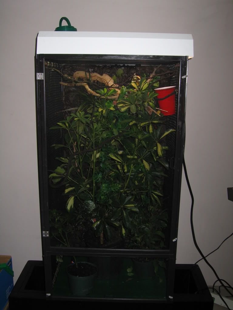 weddinghalloweennewcage028.jpg