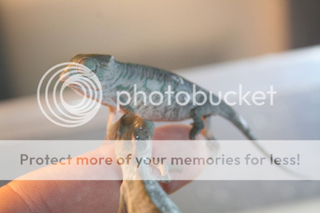 tritonfalybabies010.jpg