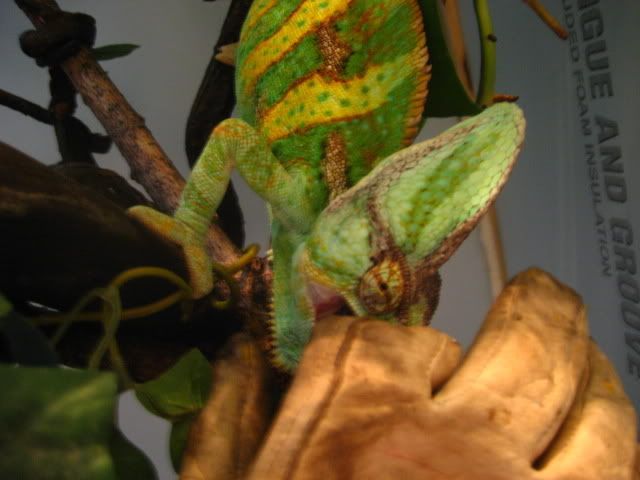 MoreOggie032.jpg