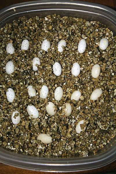 eggs1.jpg