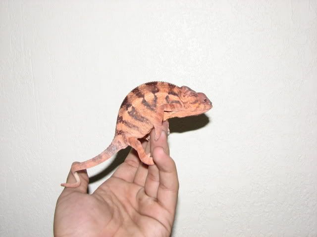 champics232.jpg