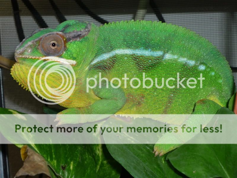 pets016.jpg
