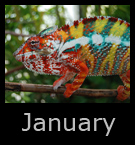 1jann.jpg