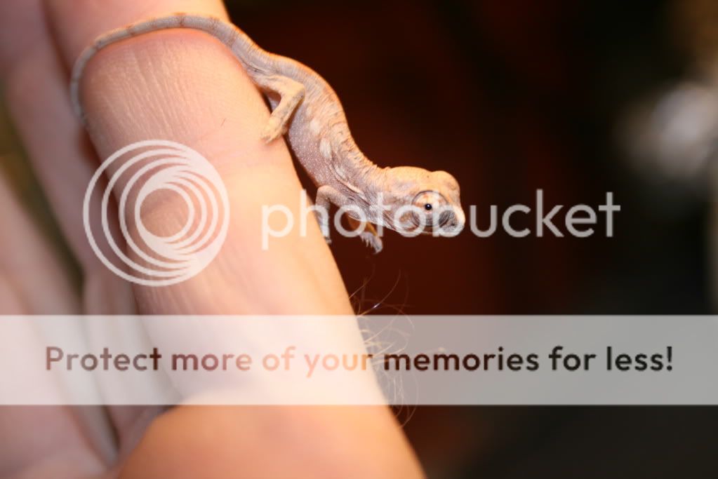 eospics9-19-09002-3.jpg