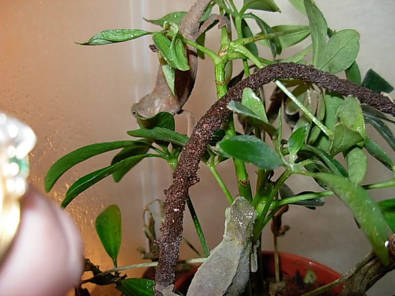 DSCN0057.jpg