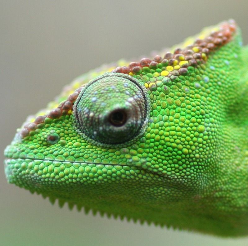 greeeeeen.jpg
