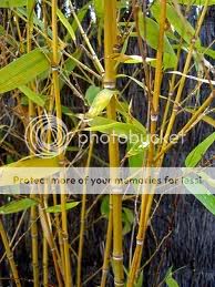 Phyllostachysaurea.jpg