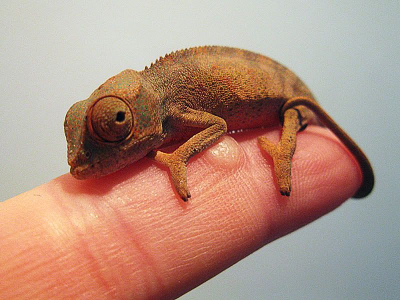 chameleon-baby-2.jpg