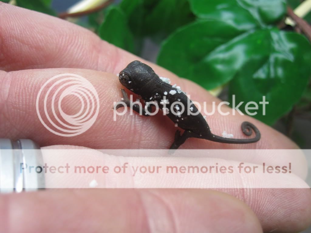 RangerAndSkysfirstbabies011.jpg