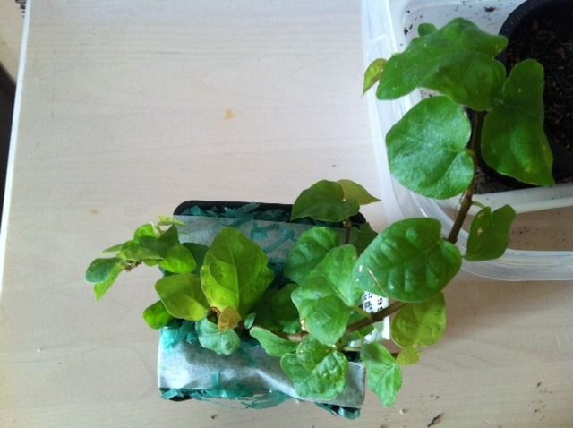 plant2.jpg
