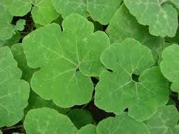 Cucurbitaficifolia.jpg
