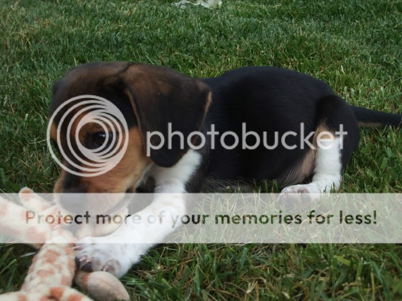 dogs005.jpg