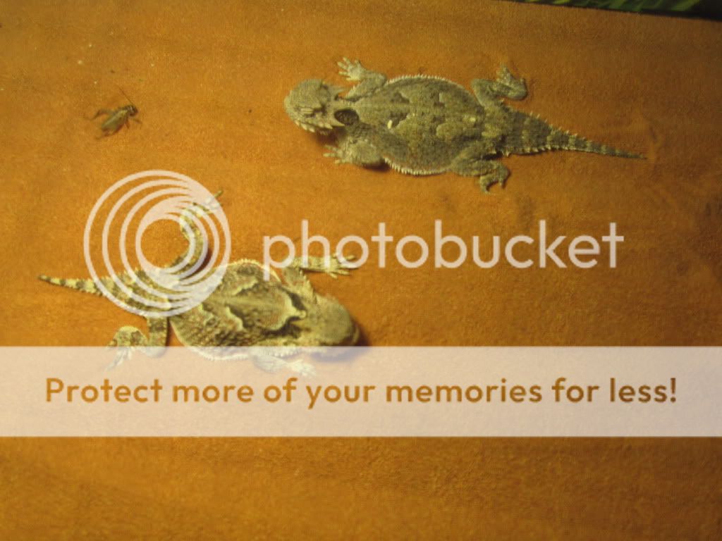 Reptiles012.jpg