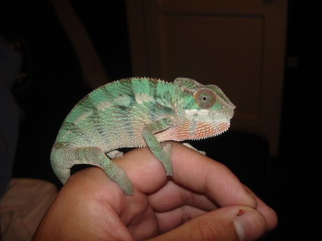 chameleons018.jpg
