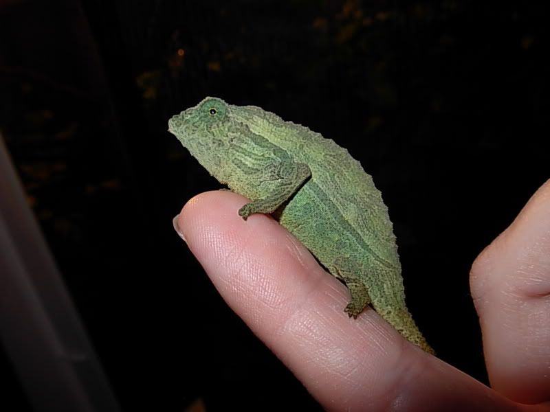 DSCN3606.jpg