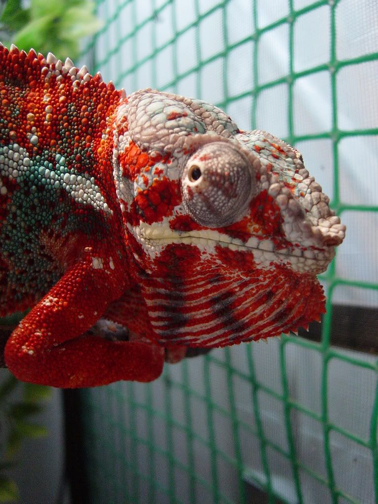DSC00141.jpg