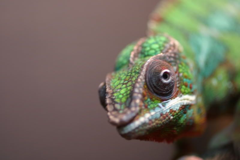 Sept1stChameleon012.jpg