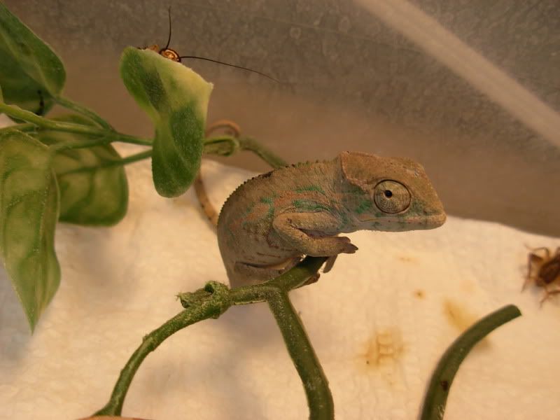 DSCN5795.jpg