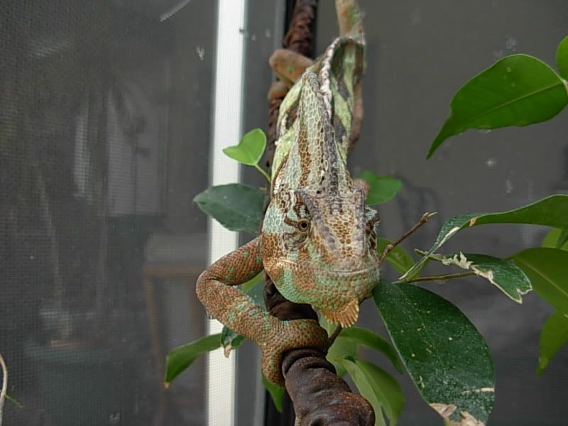 DSCN4197.jpg