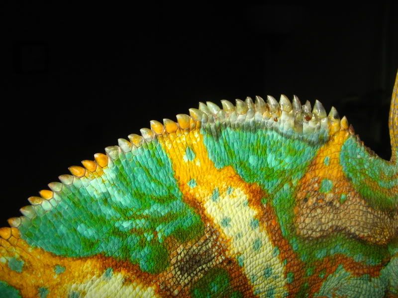 IMG_9048.jpg