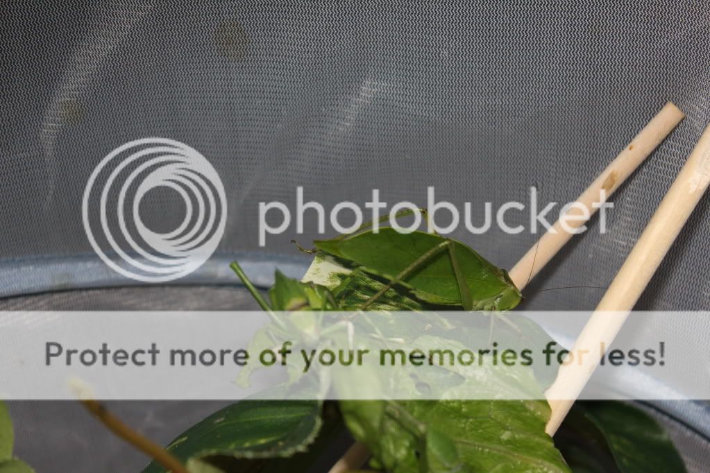 Chamandbugpics134.jpg