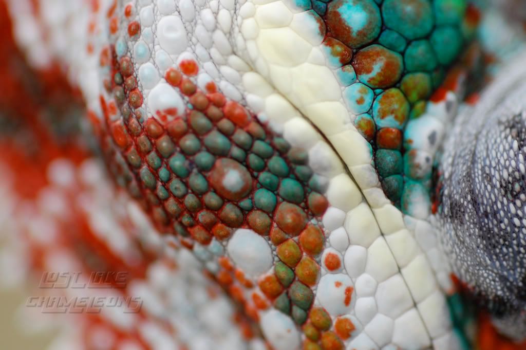 macrolips.jpg