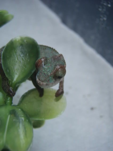MyChameleons168.jpg
