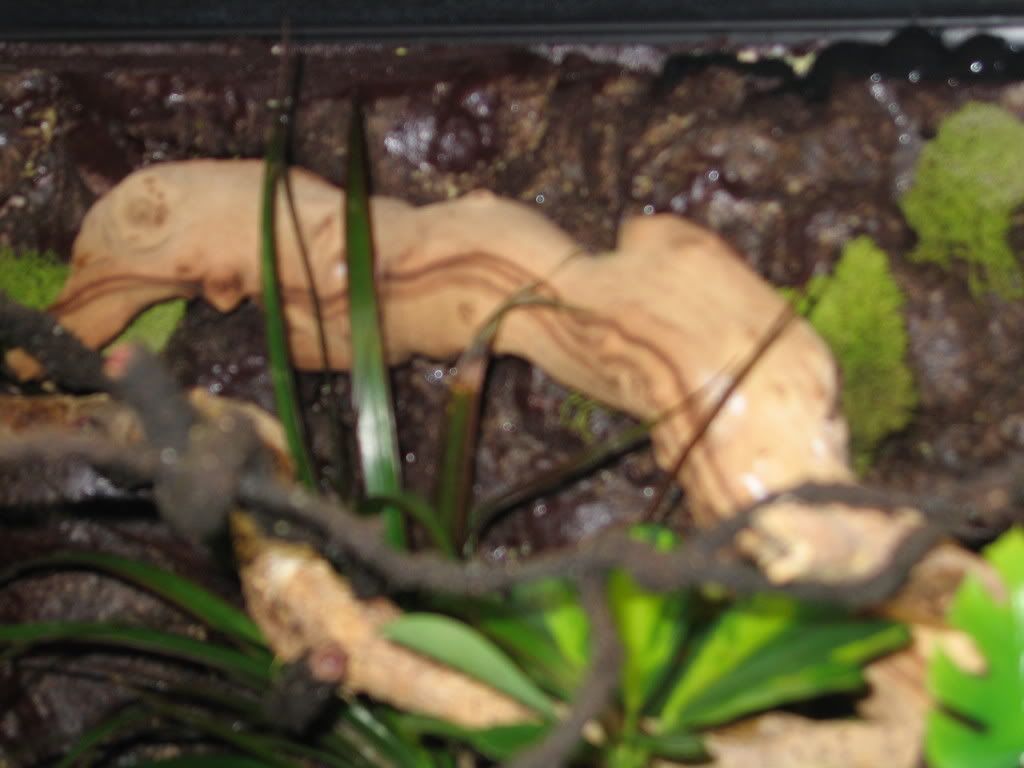 weddinghalloweennewcage034.jpg