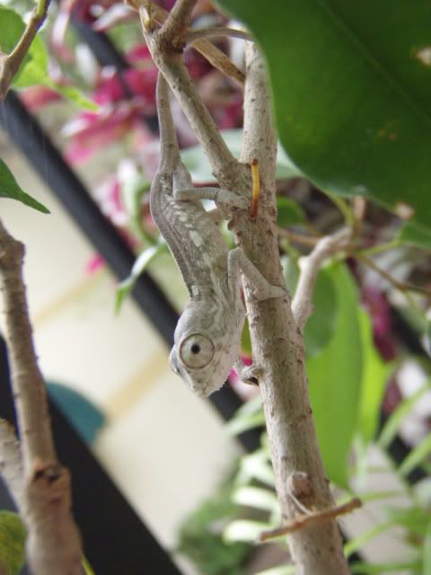 MyChameleons045.jpg