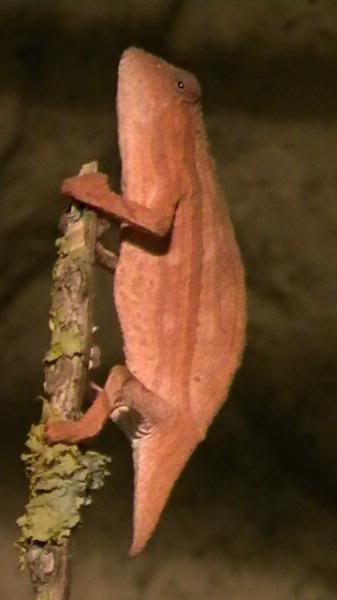 pygmygeckos022.jpg