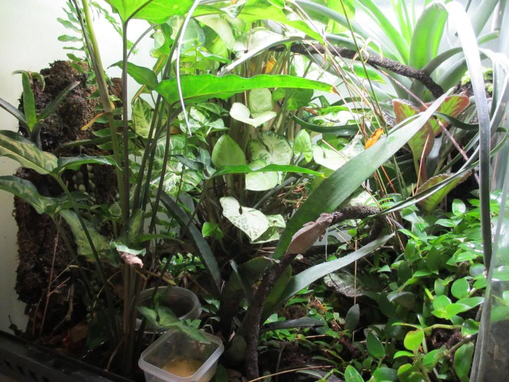 pygmytank1_zps8f751027.jpg