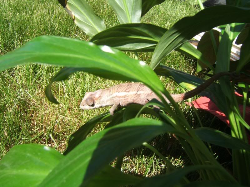 Chameleonandsuch031.jpg