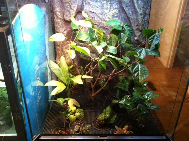 plantednoleaflitter.jpg