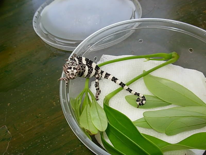 DSCN1326.jpg
