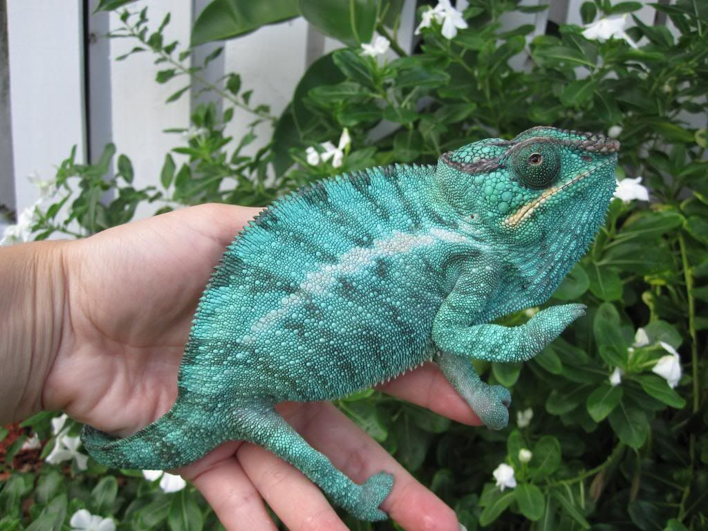 Blu21.jpg