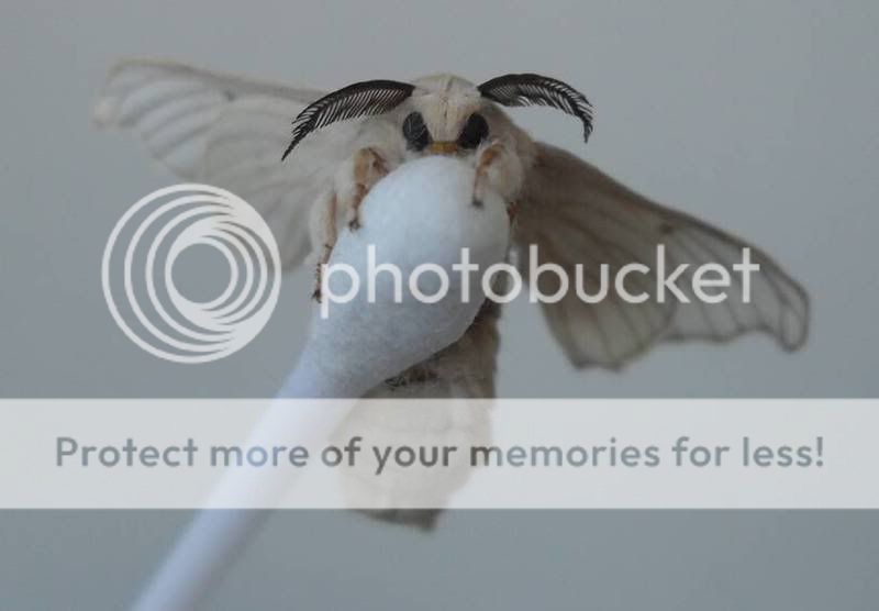Mothcloseup.jpg