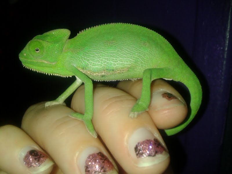 pascalonmyhand.jpg