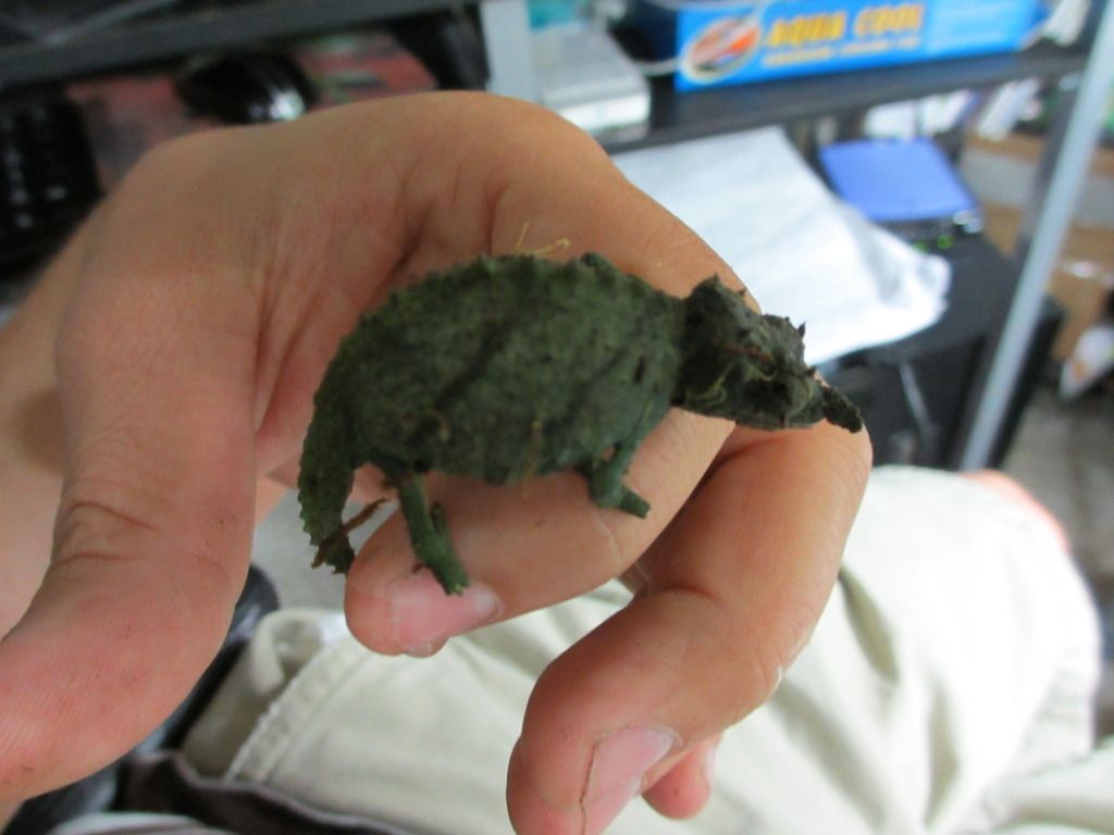 Rhampholeonacuminatus005.jpg