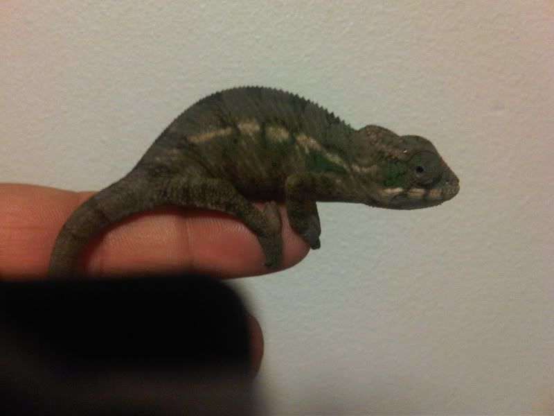 chameleon3023.jpg