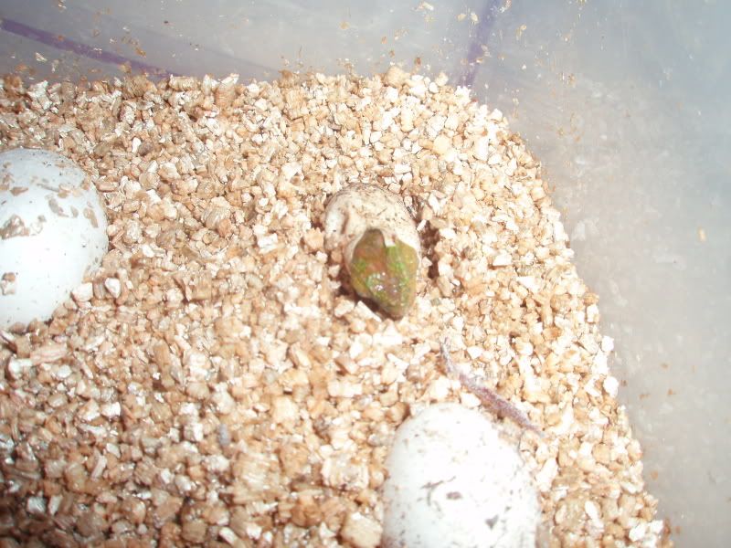 QuadBabies006.jpg