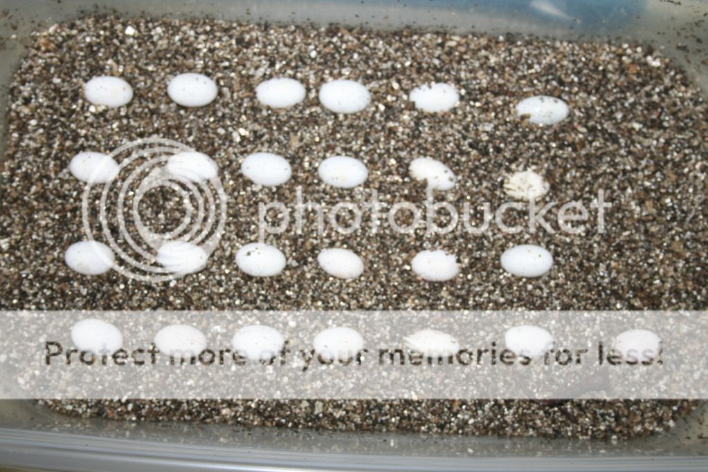 morefalybabies002.jpg