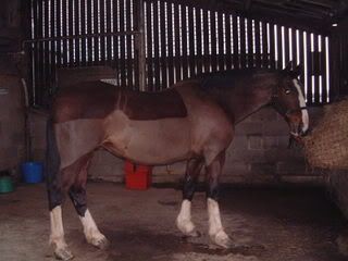 nags132.jpg