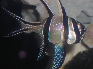 DSCN3742-2.jpg