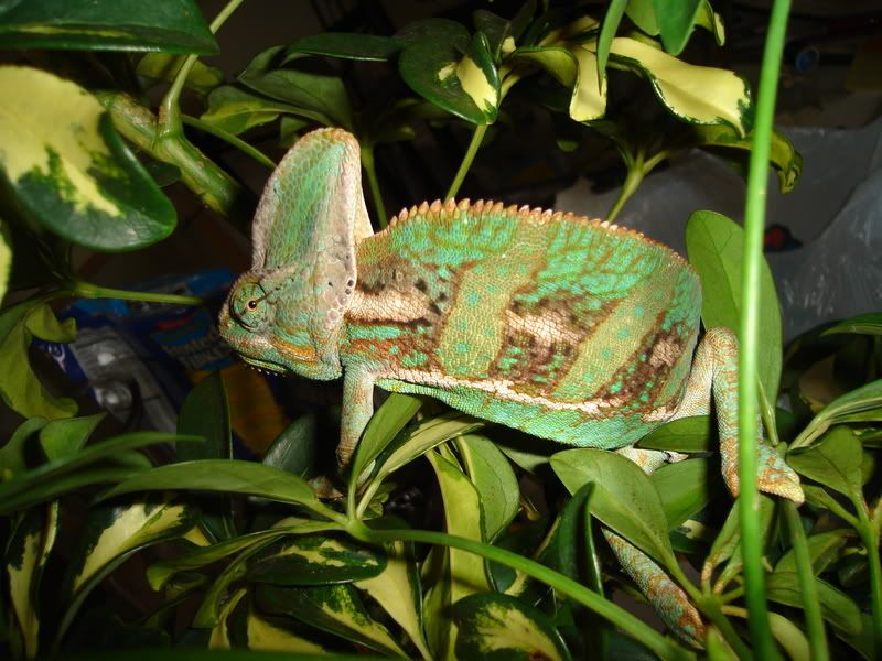 DSC02421.jpg