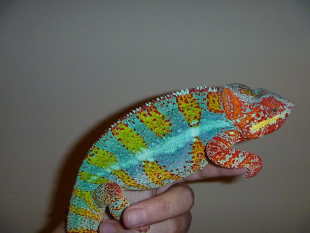 Pictures2010039.jpg