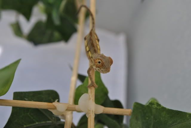 DSC_003012.jpg
