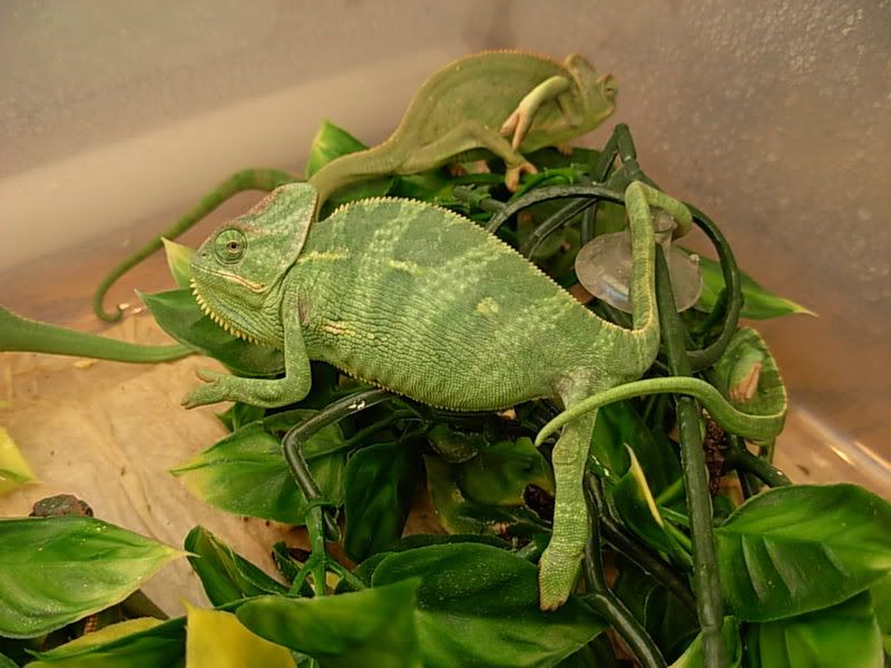 DSCN2803.jpg