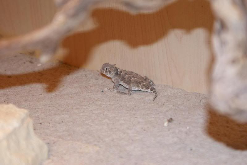 phrynosoma_01.jpg