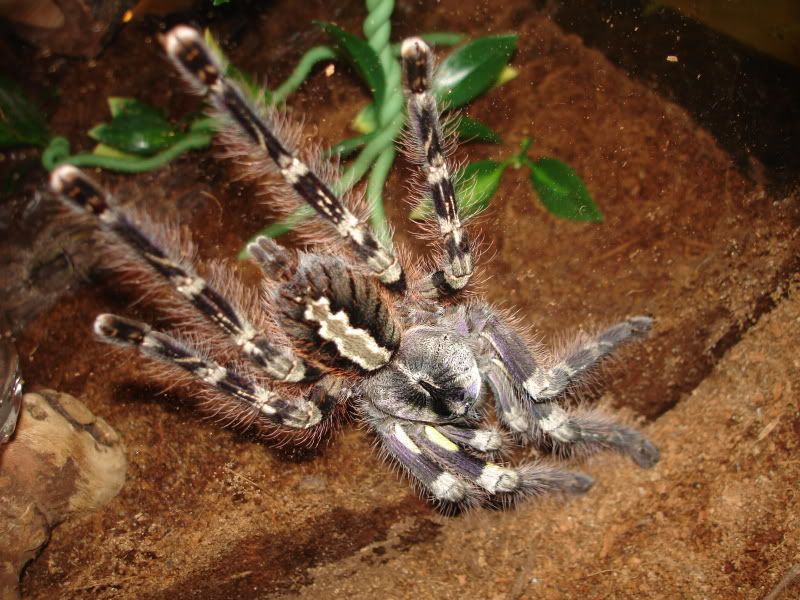 Tarantulas10-13018.jpg